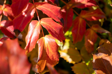 Autumn background with orange leaves and sun lights, abstract nature