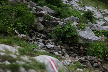 stream in the forest