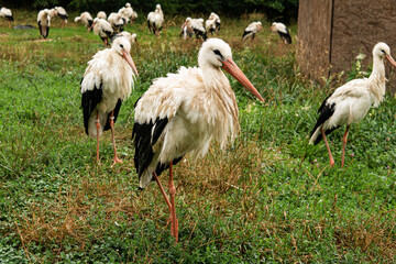 a slightly injured stork in the nature reserve