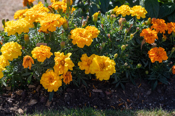 Yellow and orange marigold flowers (tagetes) in bloom, summer garden arrangement