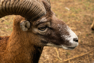 Fototapeta premium A ram with big horns in the nature reserve