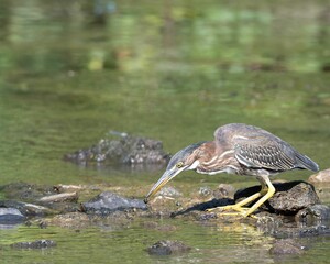 Closeup shot of a great heron walking in the water