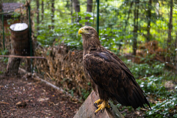 A wild eagle in a cage