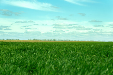 green earth. fields of Ukraine. grains. sky. grass