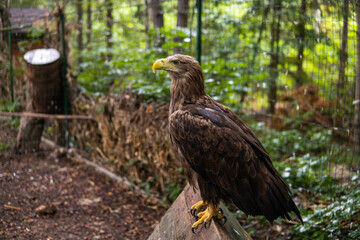 A wild eagle in a cage