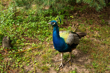 Obraz premium a peacock walking in the forest