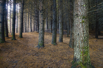 Fototapeta premium Bosque de pinos.