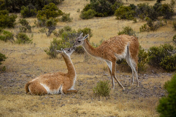 Naklejka na ściany i meble Pareja de guanacos (Lama guanicoe) en la patagonia.