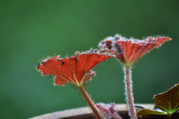 red colored leaf closeup on green background