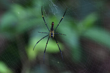spider on the web