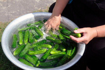 A woman washes green ripe cucumbers in a basin with in water. Seasonal preparations.