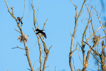 Kormoran ( Phalacrocorax carbo ), auf einem abgestorbenen Baum.