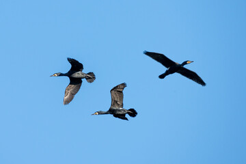 Kormoran ( Phalacrocorax carbo ),