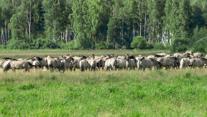Tarpan horses in nature. Wild horses. Wildlife and nature background. Herd of wild horses Tarpan on...