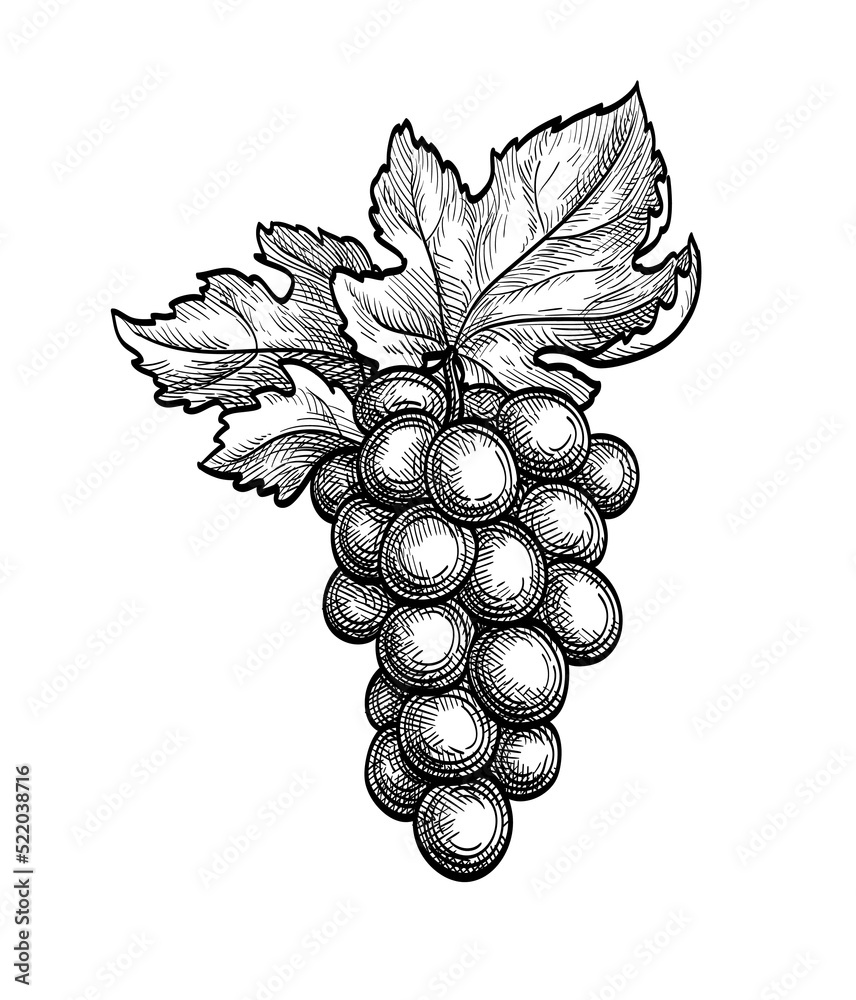 Canvas Prints ink sketch of grape bunch.