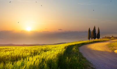 Summer nature landscape Countryside at sunset. Dirt road through a green wheat field. Sunset over...
