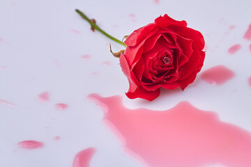 Red wet rose flower and liquid on white surface. Red puddle from rose flower.