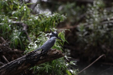 北海道にいる夏のヤマセミ