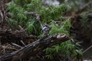 北海道にいる夏のヤマセミ