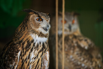 The common owl, bubo bubo, looks forward, sitting in the zoo enclosure. There is another owl sitting in the back. Portrait. Close-up.
