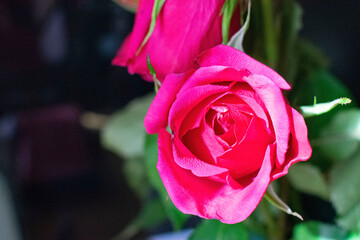 the opened bud of a beautiful bright pink rose on a dark green background
