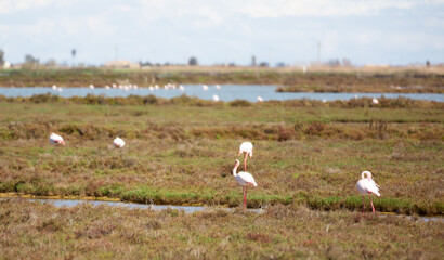 Fototapeta na wymiar flamingo birds during migration at the mouth of the river