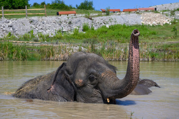 An Asian elephant, lying in a pond, lifted its trunk up. Portrait. Close-up.
