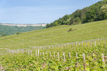 Fototapeta na wymiar Un vignoble à Saint-Romain. Des vignes en Bourgogne face aux falaises de Saint Romain. Le vignoble en Côte-d'Or