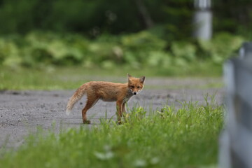 北海道にいるきつね