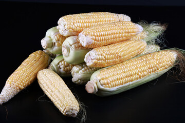 ears of corn in the studio