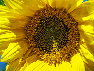 Naklejka premium Blooming sunflower flower. Bloom of the plant. Close-up. 