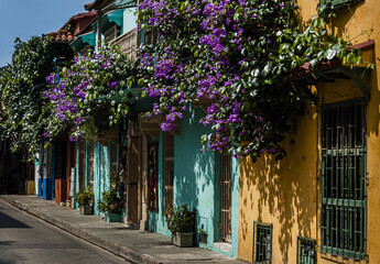Fototapeta na wymiar Enredaderas y frentes de las construcciones tradicionales en Cartagena, Colombia.