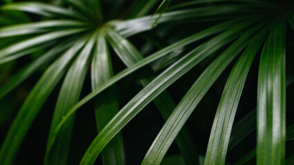 Fototapeta na wymiar Rhapis excelsa, also known as broadleaf lady palm or bamboo palm on natural dark background, selective focus.