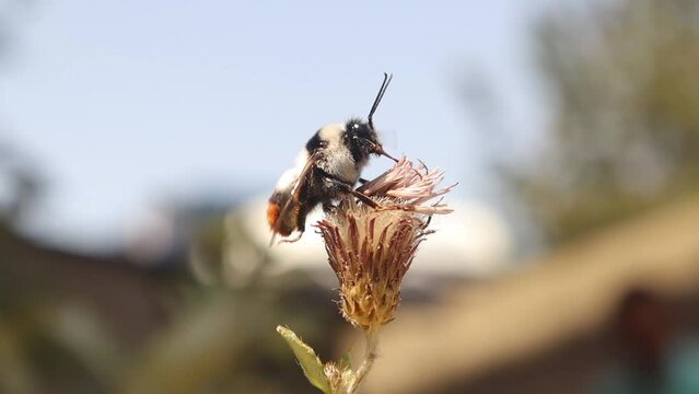 Bumblebee standing on a flower.
Detail red tailed bumble bee. Bombus cullumanus ssp.
Closeup insect isolated.
Insects, bugs, bug.
Wild nature, wildlife, Honey, Honeybee, bees.
Animals, animal