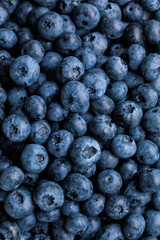freshly picked washed blueberry background. Macro. vertical, top view