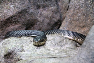 Cottonmouth snake on a rock