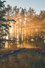 Sunbeams through treetops on a misty morning. High quality photo