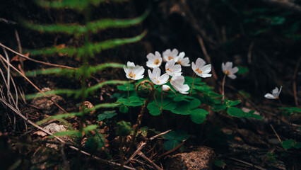 Fototapeta Białe leśne kwiaty, białe kwiaty obraz