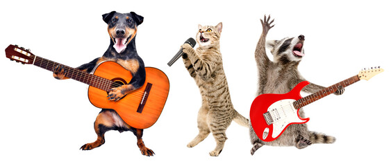 Musical performance of pets isolated on white background