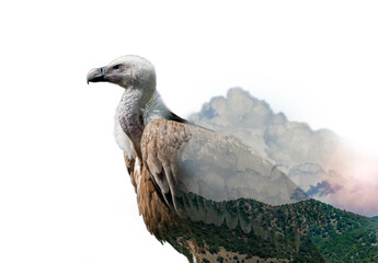 Gorgeous Griffon Vulture in Double Exposure with Forest Landscape against white background.