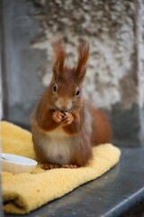 Cute squirrel posing on a towel