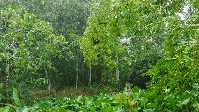 raining with trees backgorund