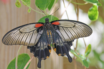 Unknown butterfly with red shoulders