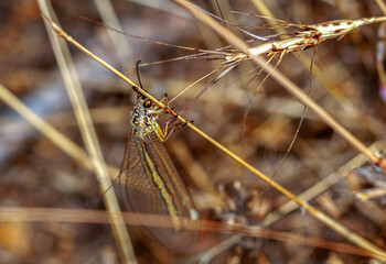 colorful little butterflies continue their generations in parks in the city