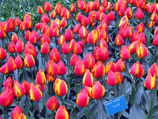 Fototapeta na wymiar Keukenhof, Holland- april 04, 2007: Many blue, yellow, white, pink colorful flowers (tulip, daffodil, hyacinths) in a beautiful flower bed in the park