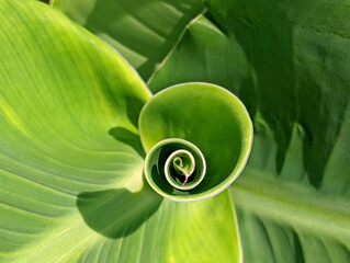 Green canna lily leaf spiral - obrazy, fototapety, plakaty