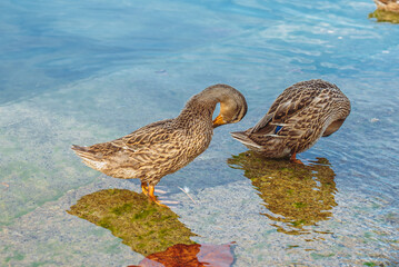 Ducks clean their feathers in the morning