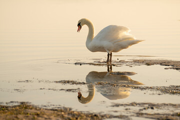 Curved neck, straight belly - that´s the swan, that´s the 2