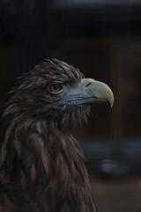 portrait of white-tailed eagle