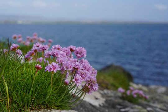 bright Armeria maritima flowers on a beach in Scotland